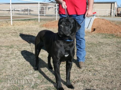 Sniper - Cane Corso, Euro Puppy review from United States