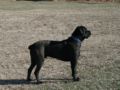Sniper - Cane Corso, Euro Puppy review from United States