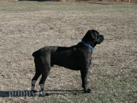 Sniper - Cane Corso, Euro Puppy review from United States