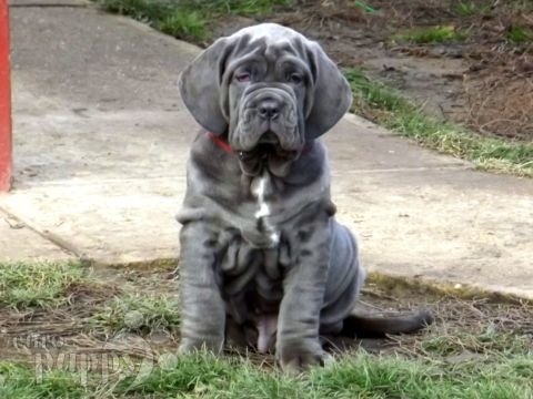 Valentino (aka Desiderio) - Neapolitan Mastiff, Euro Puppy review from United States