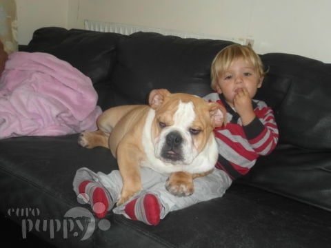 Sunday - English Bulldog, Euro Puppy review from Cyprus