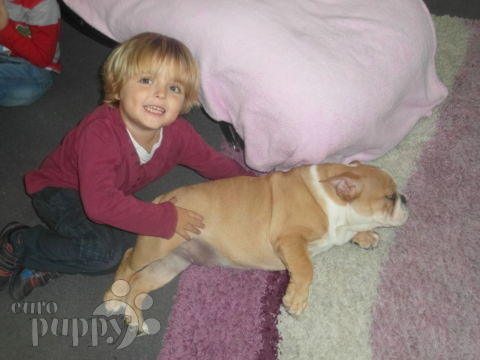 Sunday - English Bulldog, Euro Puppy review from Cyprus