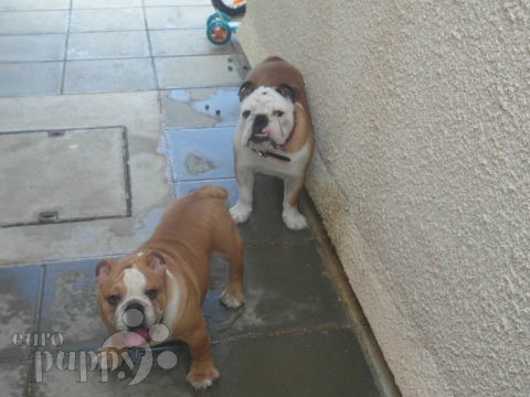 Sunday - Englische Bulldogge, Euro Puppy Referenzen aus Cyprus