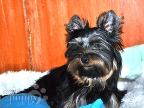 Buttercup - Yorkshire Terrier, Euro Puppy Referenzen aus Qatar