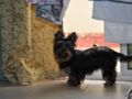 Buttercup - Yorkshire Terrier, Euro Puppy Referenzen aus Qatar