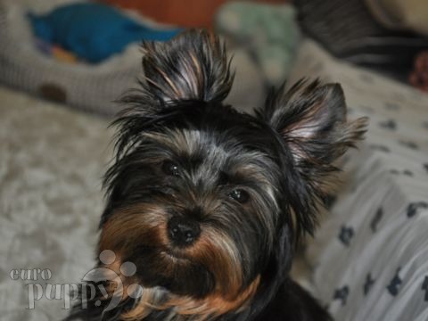 Buttercup - Yorkshire Terrier, Euro Puppy review from Qatar