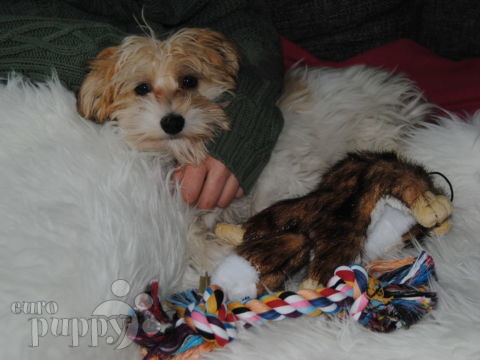 Billie J (aka Firebird) - Coton de Tulear, Euro Puppy Referenzen aus Norway