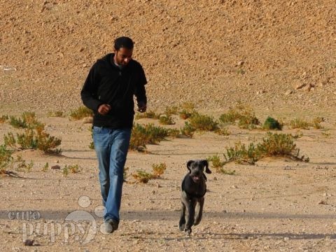 Giyon - Deutsche Dogge, Euro Puppy Referenzen aus Saudi Arabia