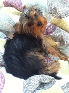 Nostalgia - Yorkshire Terrier, Euro Puppy review from Qatar