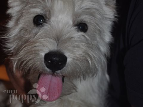 Moon - West Highland White Terrier, Euro Puppy Referenzen aus Oman