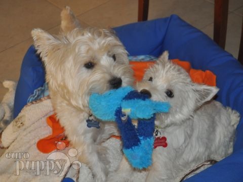 Moon - West Highland White Terrier, Euro Puppy Referenzen aus Oman