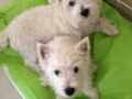 Moon - West Highland White Terrier, Euro Puppy Referenzen aus Oman