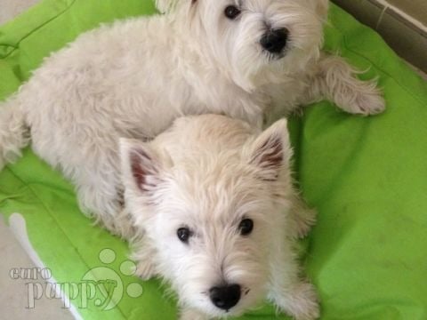 Moon - West Highland White Terrier, Referencias de Euro Puppy desde Oman
