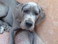 Kane (aka Giyon) - Deutsche Dogge, Euro Puppy review from Saudi Arabia