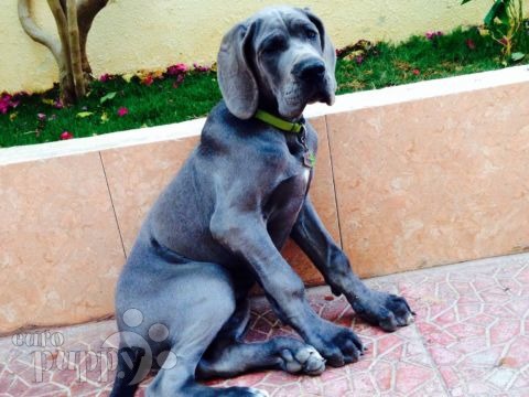 Kane (aka Giyon) - Great Dane, Euro Puppy review from Saudi Arabia