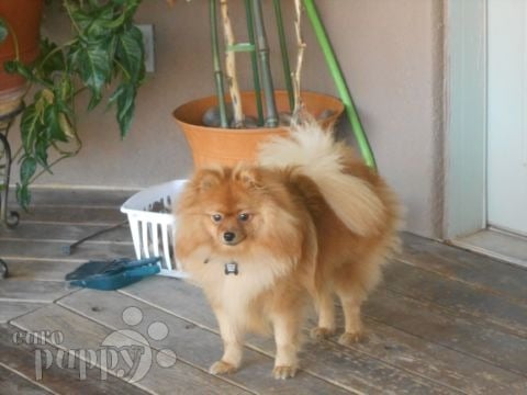 Bella - Pomeranian, Euro Puppy review from United Arab Emirates