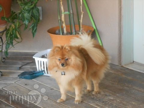 Bella - Deutscher Zwergspitz, Euro Puppy Referenzen aus United Arab Emirates