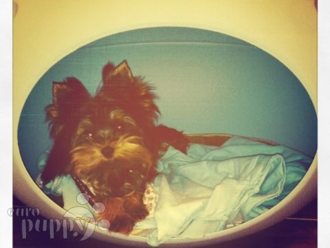 Mojito (Aka Micro) - Yorkshire Terrier, Euro Puppy review from Saudi Arabia