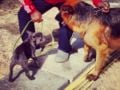 Drogba - Französische Bulldogge, Euro Puppy Referenzen aus Kuwait