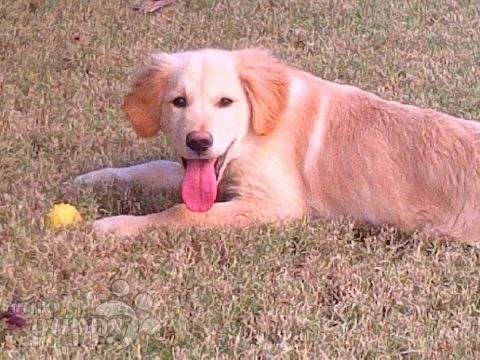 Ginger - Golden Retriever, Euro Puppy review from Qatar