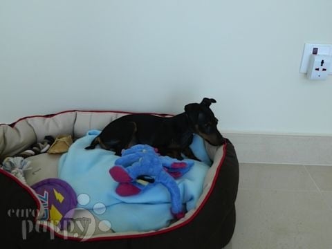 Maxi - Miniature Pinscher, Euro Puppy review from United Arab Emirates