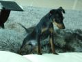 Maxi - Miniature Pinscher, Euro Puppy review from United Arab Emirates