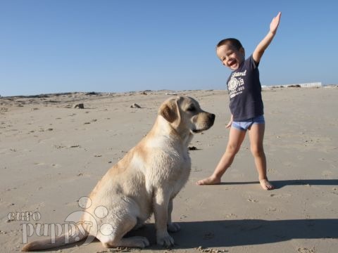 Maddy - Labrador Retriever, Euro Puppy Referenzen aus Qatar