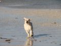Maddy - Labrador Retriever, Euro Puppy Referenzen aus Qatar
