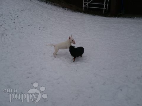 Dora (aka Celine) - Bullterrier, Euro Puppy Referenzen aus Finland