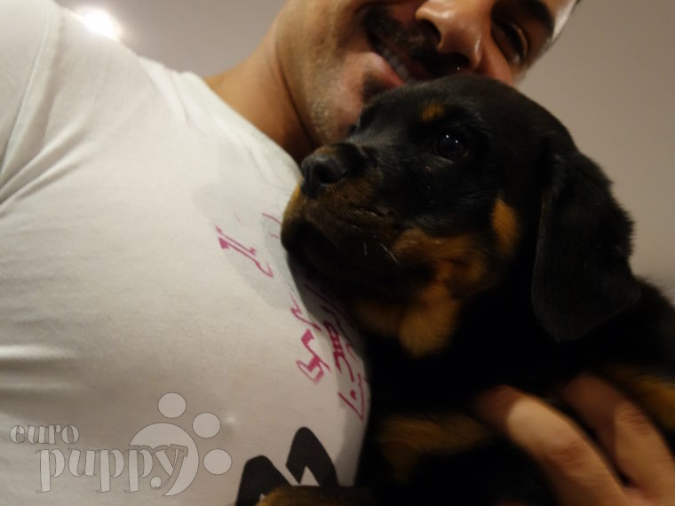 Nox (aka Rugby) - Rottweiler, Euro Puppy review from Kuwait