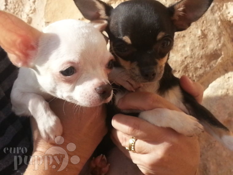 Cloe & Tito - Chihuahua, Euro Puppy Referenzen aus Jordan