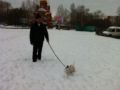 Girly - Bull Terrier Miniatura, Referencias de Euro Puppy desde Russian Federation