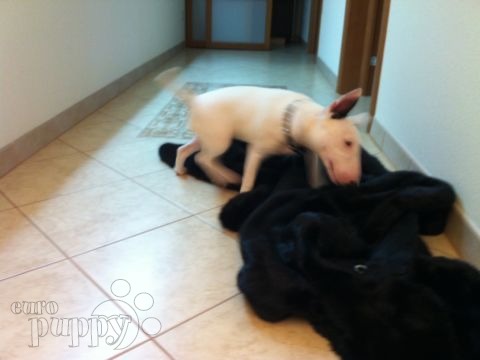 Girly - Mini Bullterrier, Euro Puppy review from Russian Federation