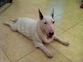 Girly - Miniature Bullterrier, Euro Puppy review from Russian Federation