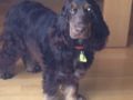Alfie (Aka Bugsy) - Cocker Spaniel Inglés, Euro Puppy review from Switzerland