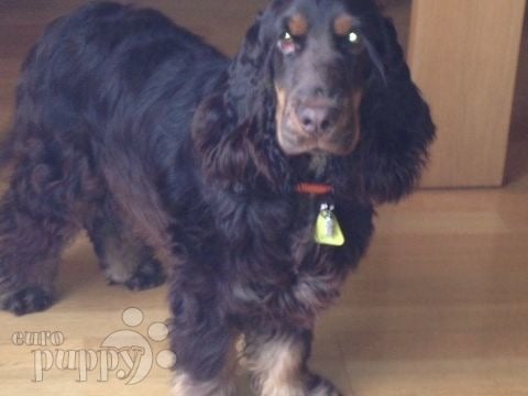 Alfie (Aka Bugsy) - English Cocker Spaniel, Euro Puppy review from Switzerland