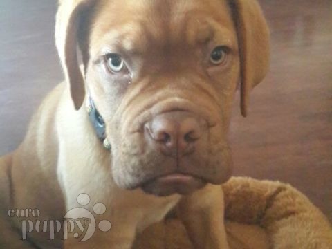 Hooch (aka Dragon) - Dogue de Bordeaux, Euro Puppy review from Jordan