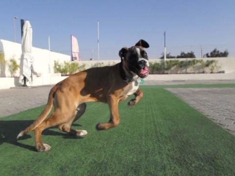 Mercy - Boxer, Euro Puppy review from United Arab Emirates