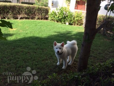 Hatchi (aka Hamlet) - Akita Inu, Referencias de Euro Puppy desde Oman