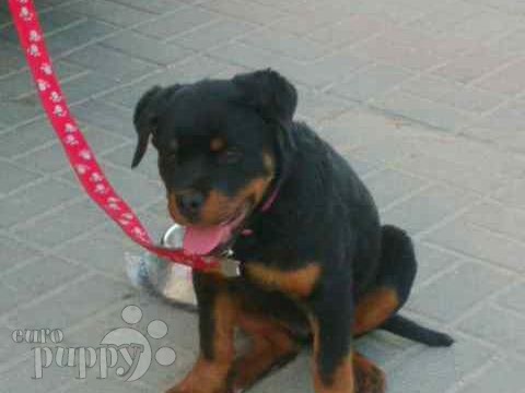 Hugo (aka Mighty Max) - Rottweiler, Euro Puppy Referenzen aus United Arab Emirates