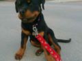 Hugo (aka Mighty Max) - Rottweiler, Euro Puppy Referenzen aus United Arab Emirates