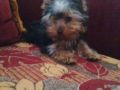 Micro - Yorkshire Terrier, Euro Puppy review from United Arab Emirates