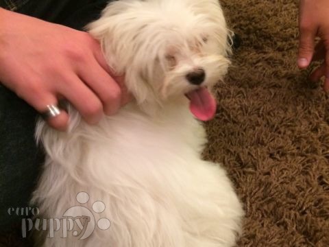 Sophie (aka Angel) - Maltese, Euro Puppy review from Qatar