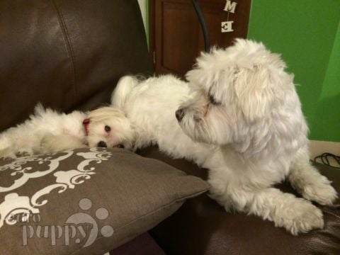 Sophie (aka Angel) - Maltese, Euro Puppy review from Qatar