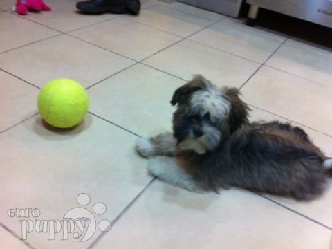 Poppy (aka Barbara) - Havanese, Euro Puppy review from United Arab Emirates