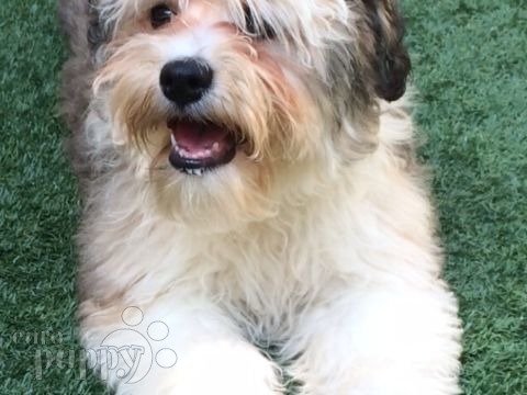 Cahrley J (aka Mario) - Havanese, Euro Puppy review from United Arab Emirates