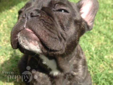 Jacques - French Bulldog, Euro Puppy review from Kuwait