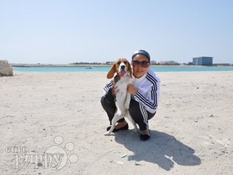 Nugget - Beagle, Euro Puppy review from Bahrain