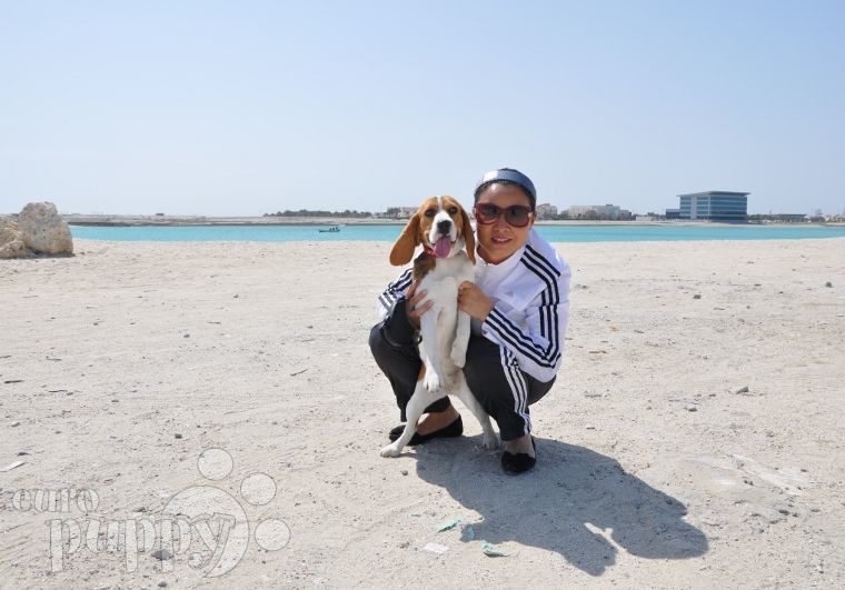Nugget - Beagle, Euro Puppy Referenzen aus Bahrain