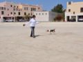 Nugget - Beagle, Euro Puppy Referenzen aus Bahrain